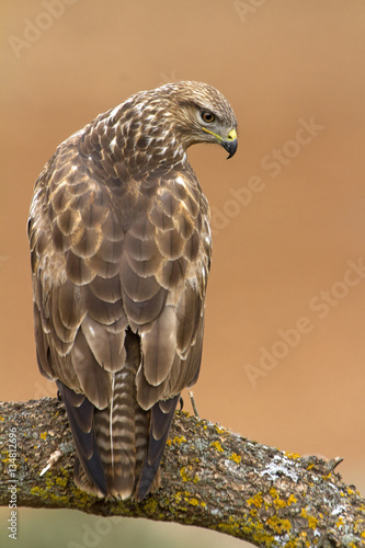 Common buzzard. Buteo buteo