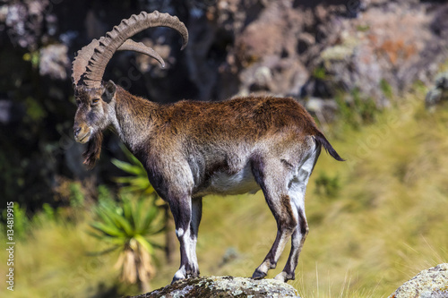 Walia Ibex (Capra walie), males. Ethiopia, Simien Mountains National Park
