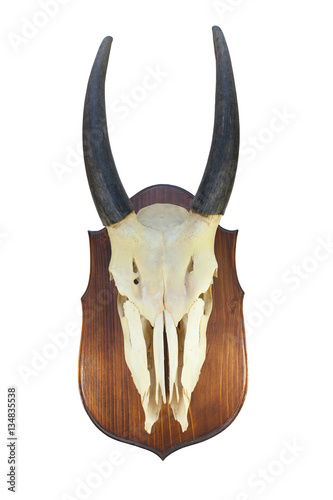 the skull of an adult male Eland (Taurotragus oryx), on the wooden locket