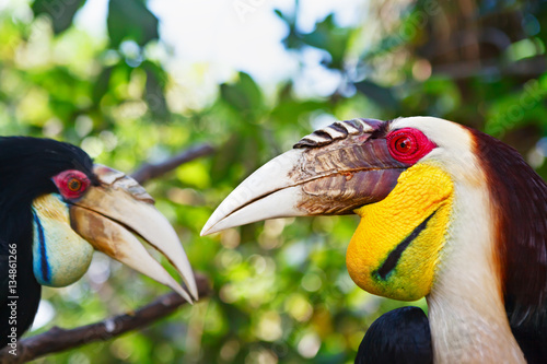 Portrait of Southeast Asian bar-pouched wreathed hornbills against jungle. Side view of wild wreathed hornbill heads on green background. Wildlife and rainforest exotic tropical birds.