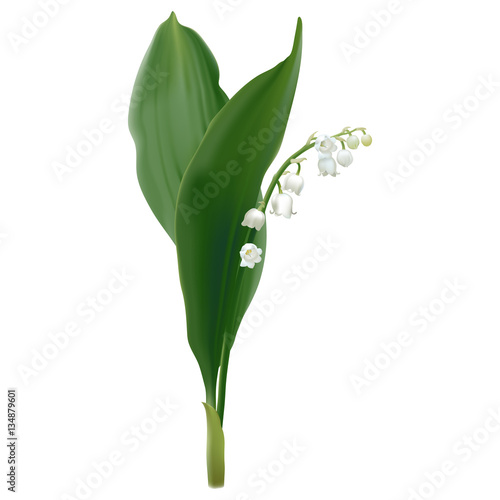 Convallaria majalis - Lilly of the valley. Hand drawn vector illustration of white spring flowers and lush foliage on white background. 