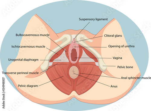 Vector illustration of Female reproductive muscles anatomy