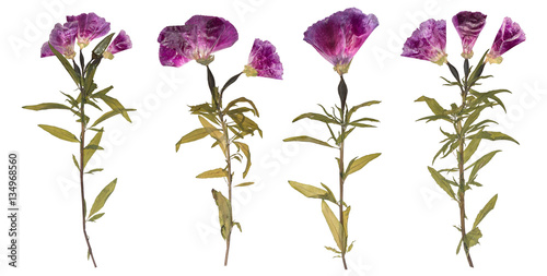 Set of dried and pressed flowers. Herbarium of purple flowers. Godetia flower isolated.