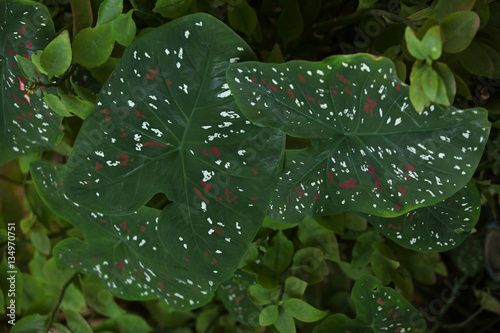 zielone liście w białe i czerwone plamki