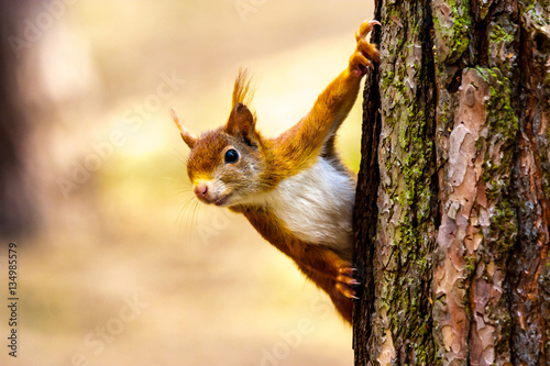 Wild red squirrel in Formby nature reserve north west UK