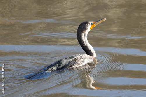 Double-crested cormorant, seen in North California marsh