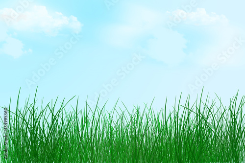 Nature spring background. Grass background. Summer. Clear day.