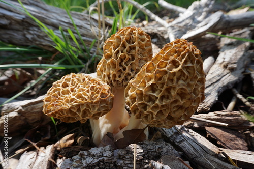 three morel mushrooms