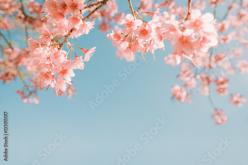 beautiful vintage sakura flower (cherry blossom) in spring. vintage color tone