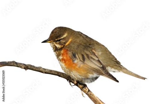 Redwing on branch, song thrush isolated on white, Turdus iliacus