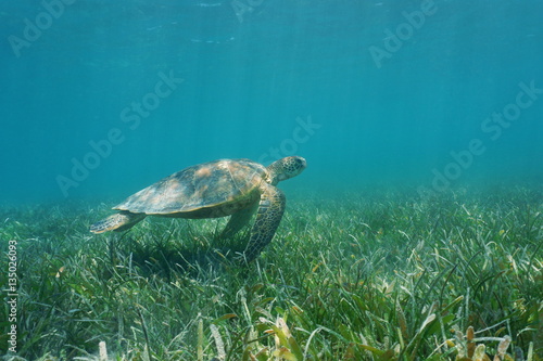 Underwater green sea turtle swims over grassy seabed, south Pacific ocean, lagoon of Grand Terre island in New Caledonia 