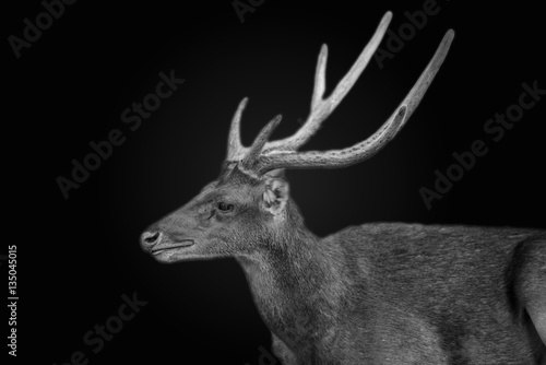 Deer on dark tone