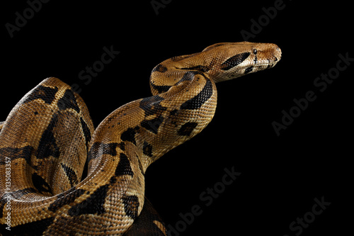 Attack Boa constrictor snake imperator color, on isolated black background