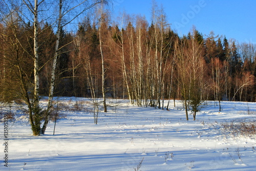 Zimowy pejzaż leśny