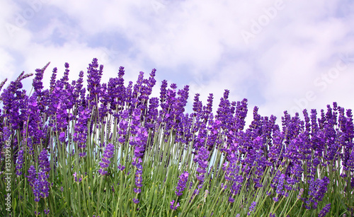 Garden flowers Lavender over cloudy sky background