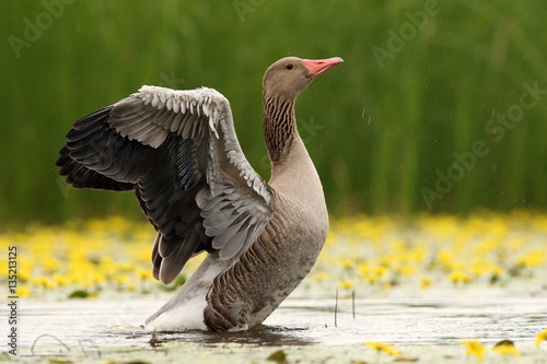 The greylag goose (Anser anser) flapping its wings in the rain