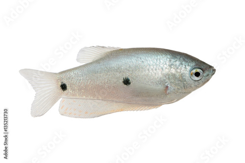 Three spot gourami Trichopodus trichopterus tropical aquarium fish
