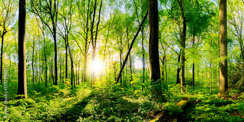 Frühling im Wald bei strahlendem Sonnenschein