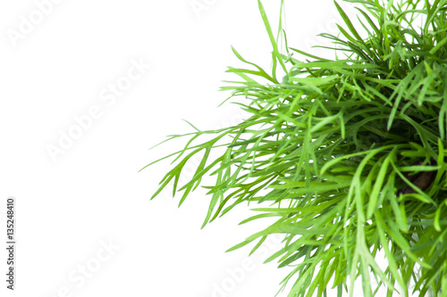 Fresh dill isolated on white background