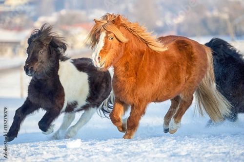 Pony Herde galoppiert im Schnee