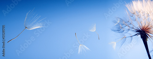 flying dandelion seeds on blue background