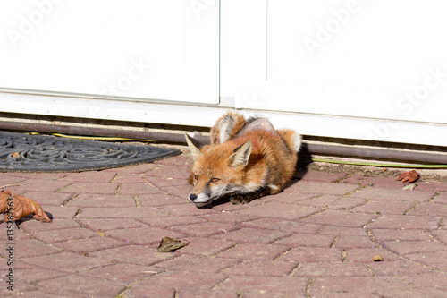 Fox (vulpes vulpes) lying down in urban area warming itself in the sun