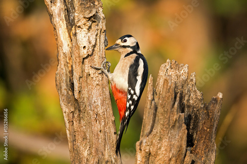 miss woodpecker