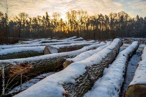 drewno w lesie pokryte śniegiem