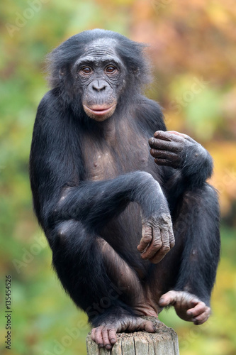 Bonobo