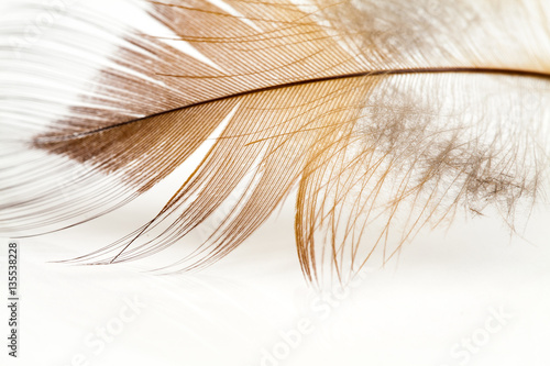 Colorful rooster feather with details and reflections