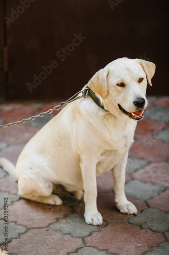 Nice yellow dog sits on chain on the backyard