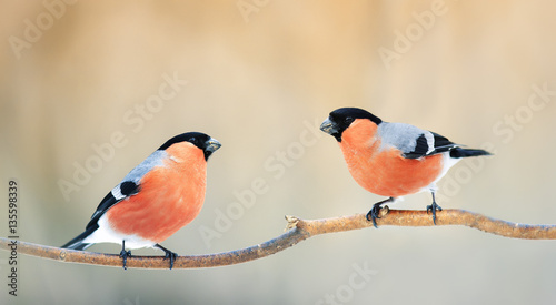 A pair of birds bullfinches with red feathers sitting on a branch in winter Park