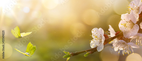 Spring flower background; Easter landscape