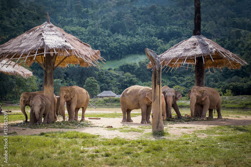 Herd of elephants in the nature park in Chiang Mai