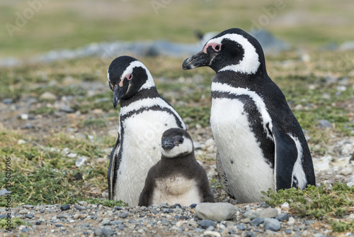 Magellanic penguins with a baby, Magdalena island in Patagonia, Chile, South America