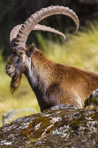 Walia Ibex (Capra walie), male. Ethiopia, Simien Mountains National Park