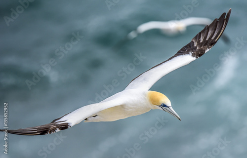 Australasian gannet flying