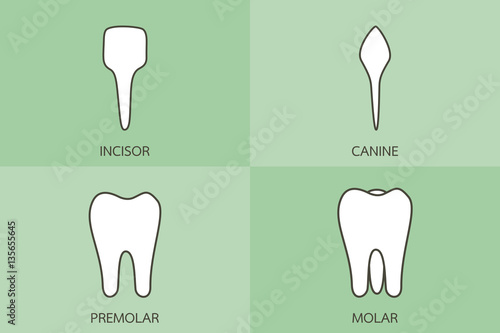 tooth type - incisor, canine, premolar, molar, dental cartoon vector