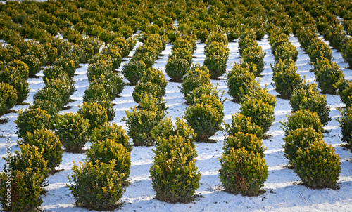 Snow covered rows in a nursery with sculpted boxwood.