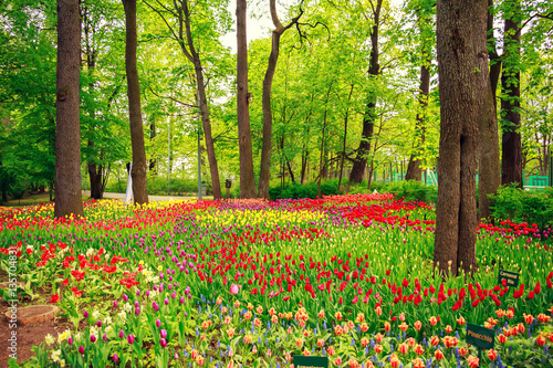 Park with beautiful colorful spring tulips.
