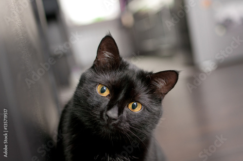 Czarny kot patrzy w obiekty