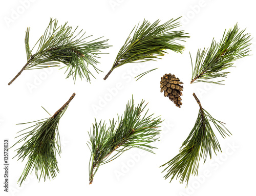 Pine branch or twig isolated