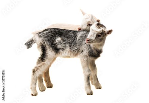 small goats isolated