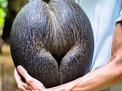 Female coconut Coco de mer exotica closeup view