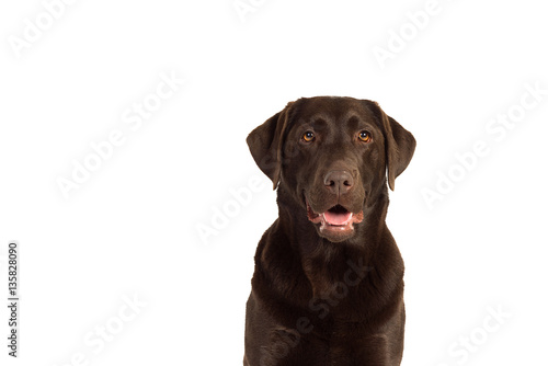 Chocolate brown labrador isolated in white