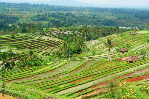 View of rice fields on the Indonesian island Bali