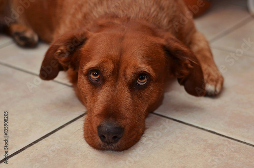 cane marrone attento e diffidente 