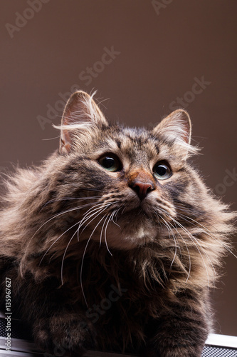 Gorgeous maine coon in studio photo
