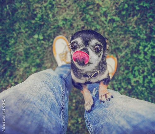  a cute chihuahua begging to be picked up in a backyard or park