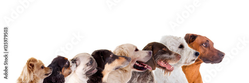 Reihe verschiedene Hundeköpfe im Profil